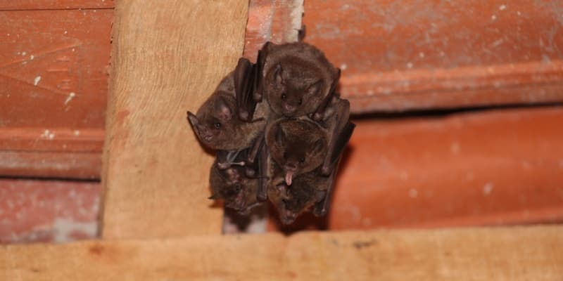 Bat Removal in Cincinnati: What to Do If You Hear Scratching in Your Attic