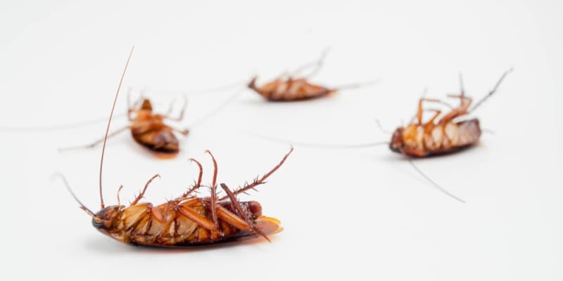 Best Choice for Cockroach Control in Cincinnati, OH