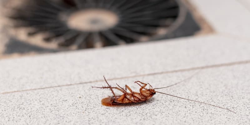 Best Cockroach Exterminators in the Cincinnati Area