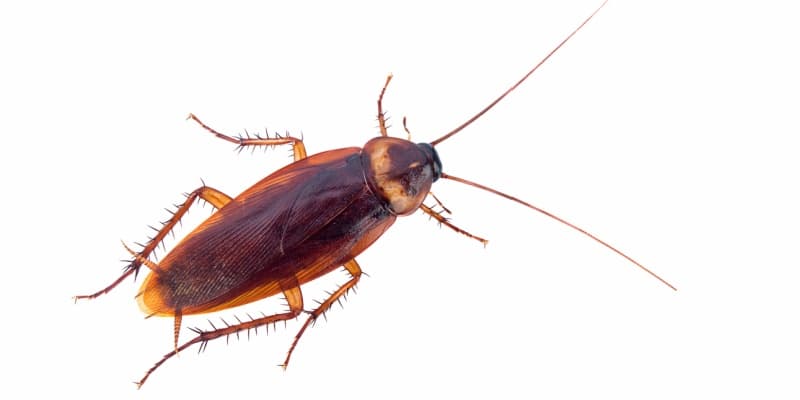 Do Cockroaches Spread Disease?