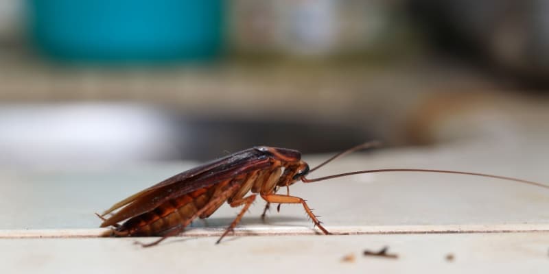 How Humidity Affects Cockroach Problems in Cincinnati Homes