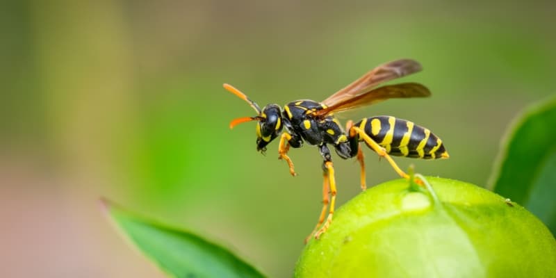 How to Keep Wasps Away from Your Cincinnati Backyard This Summer