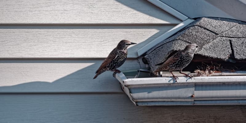 How to Prevent Birds from Nesting in Your Gutters, Vents, and Roof