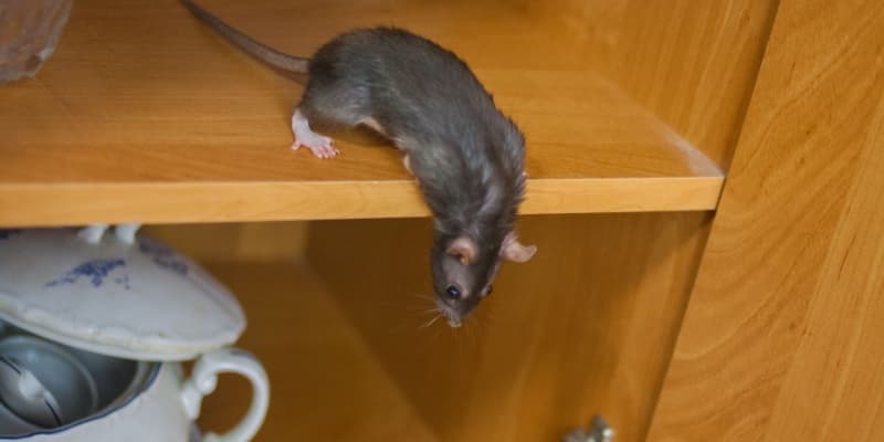 Rodent Control in Cincinnati: DIY Methods vs Professional Extermination