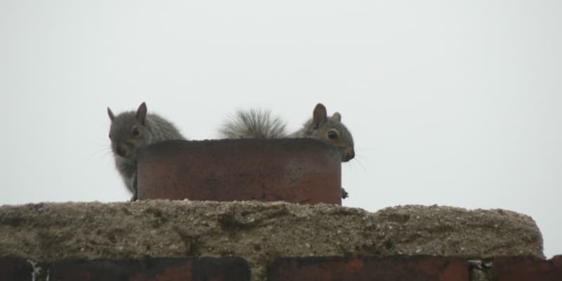 Squirrel Nesting Habits: What to Watch for in Your Attic or Chimney