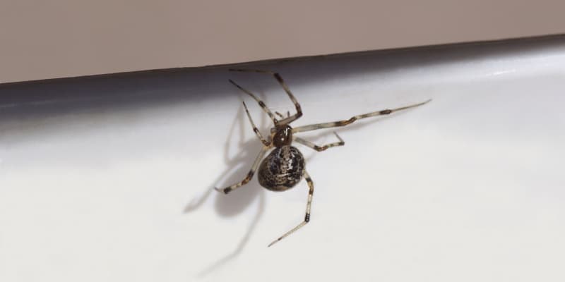 The Most Common Spiders in Cincinnati Homes (and How to Identify Them)