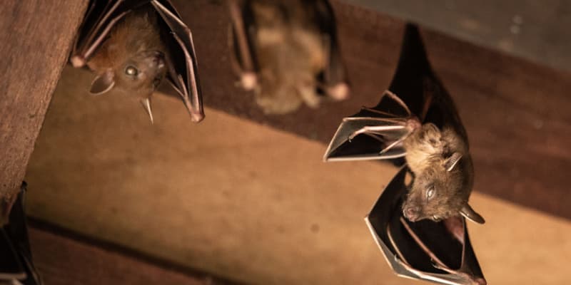 What Should I Do If I Have a Bat Problem on My Roof?