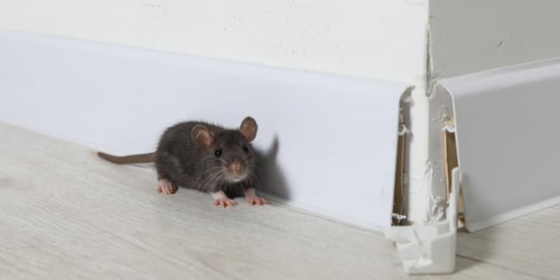 Who’s the Best Pest Control Company for Getting Rid of Rodents in Northern Kentucky?