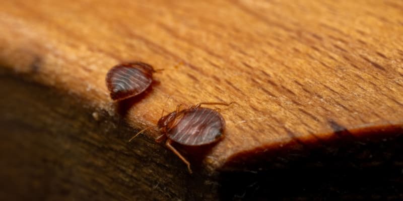 Who’s the Best Pest Control Company in Cincinnati for Bed Bug Infestations?