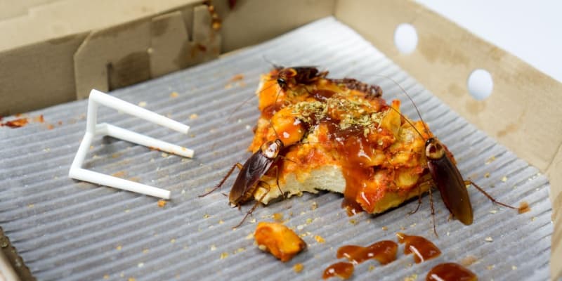 Why Do I Have a Roach Problem in My Home?