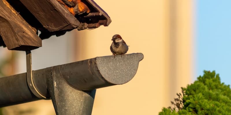 Why Starlings and Sparrows Are a Problem for Northern Kentucky Homeowners