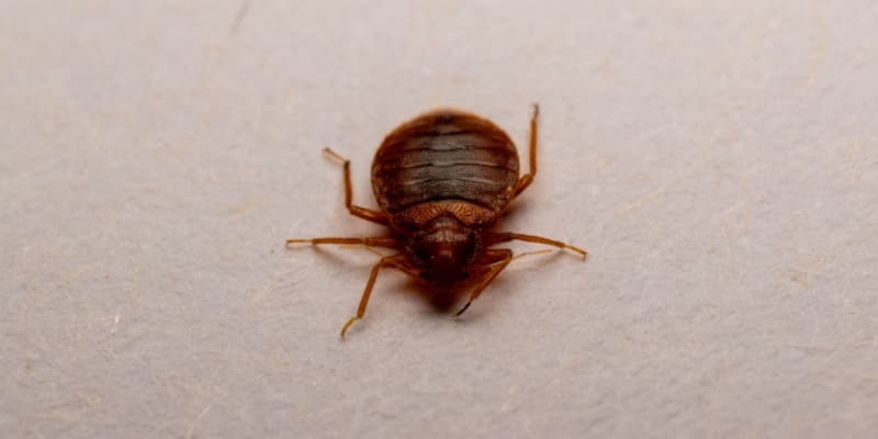 Bed Bug Elimination Tips for Cincinnati Homeowners