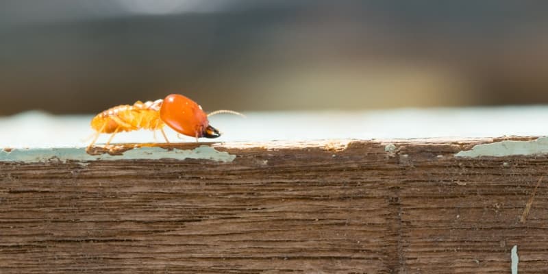 How Weather in Cincinnati Affects Termite Activity & What You Can Do
