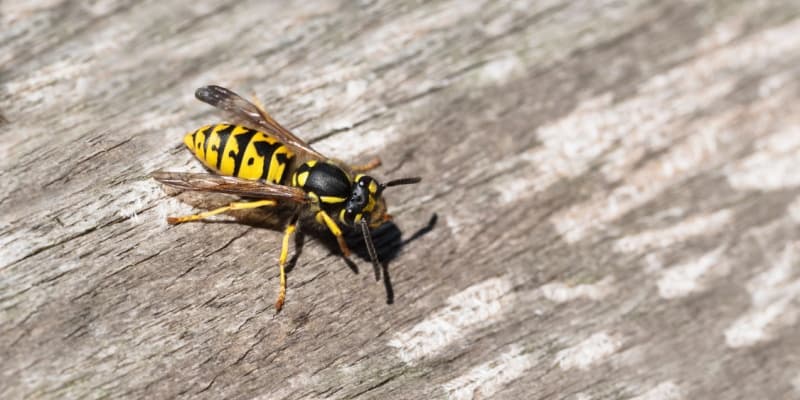 Identifying the Most Common Stinging Insects in Northern Kentucky: What You Need to Know