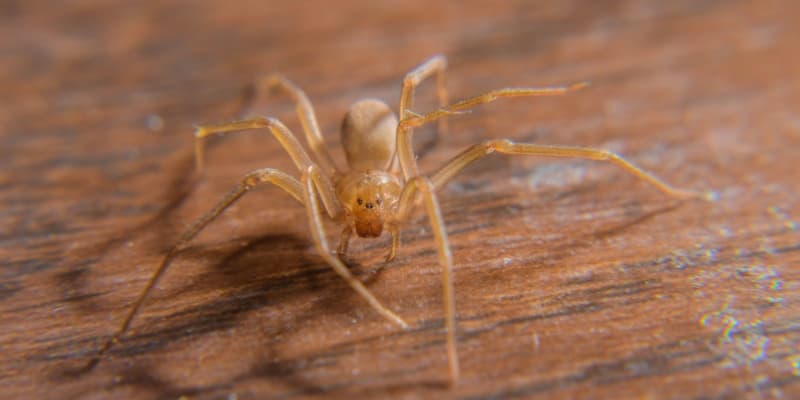 Northern Kentucky Spider Infestations: When to Call a Professional Exterminator