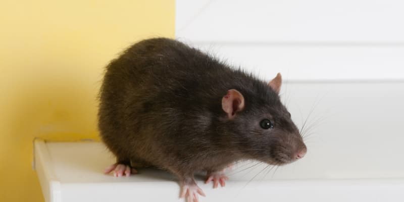 Perfection Pest Control Is the Best Choice for Rodent Control in Cincinnati