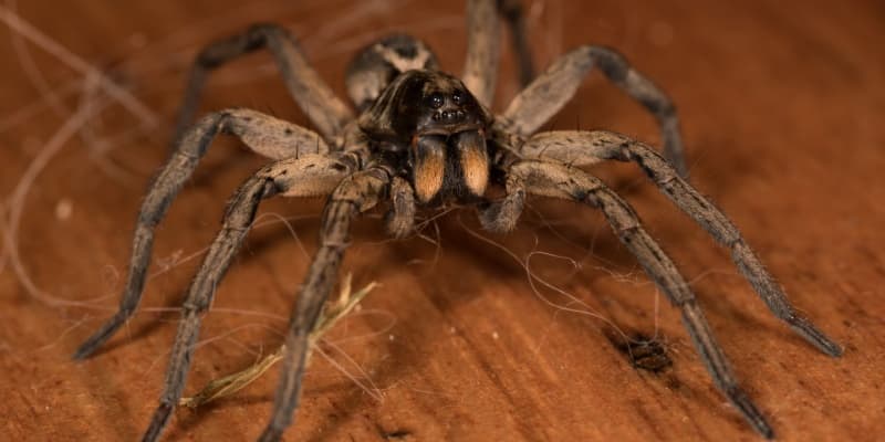 Professional Spider Control in Northern Kentucky: What to Expect During Treatment