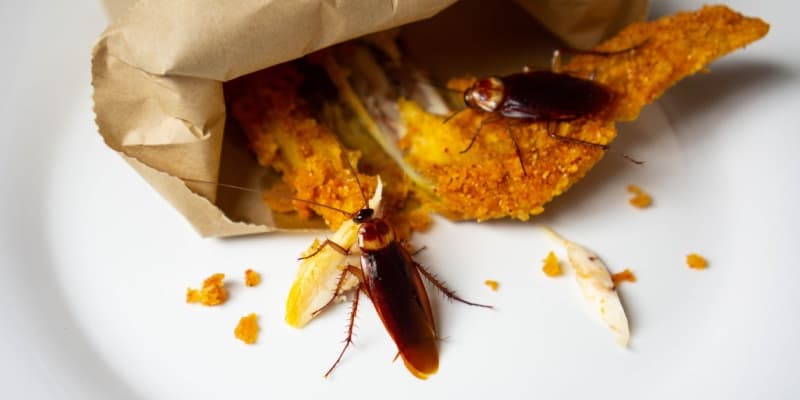 Should I Be Worried If I See a Cockroach in My Kitchen?
