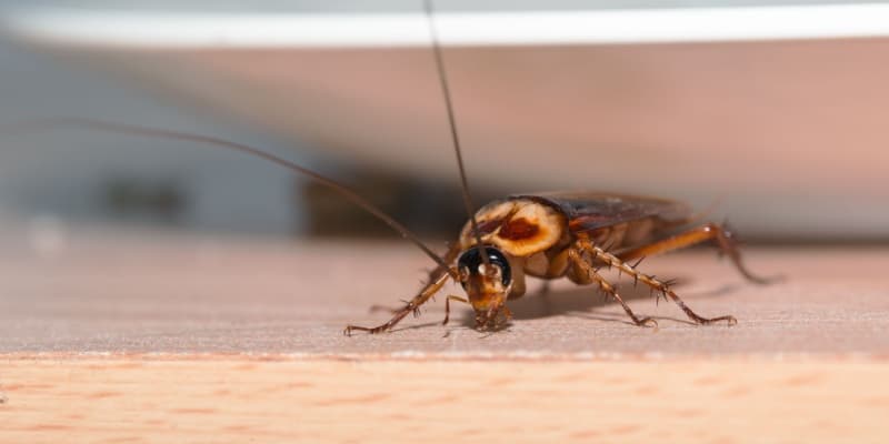 Signs of a Cockroach Problem That Most Homeowners Miss