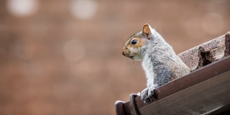 Squirrel Problems in Cincinnati Attics — What Homeowners Need to Know
