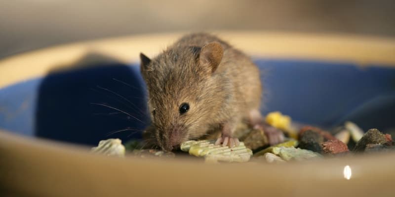 The Most Common Rodents in Cincinnati: Mice, Rats, and What Attracts Them to Your Property