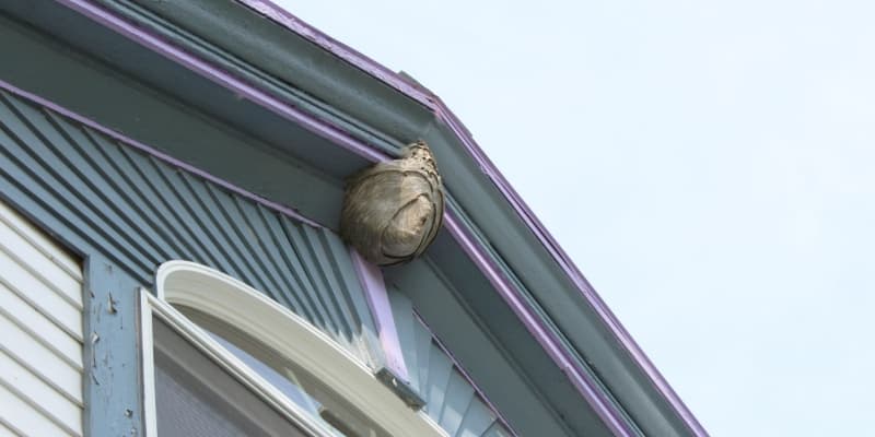 Wasp Nest Removal in Cincinnati: Why DIY Isn’t Worth the Risk
