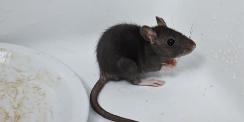 Who’s the Best Pest Control Company in Cincinnati for Rodent-Proofing Your Home?
