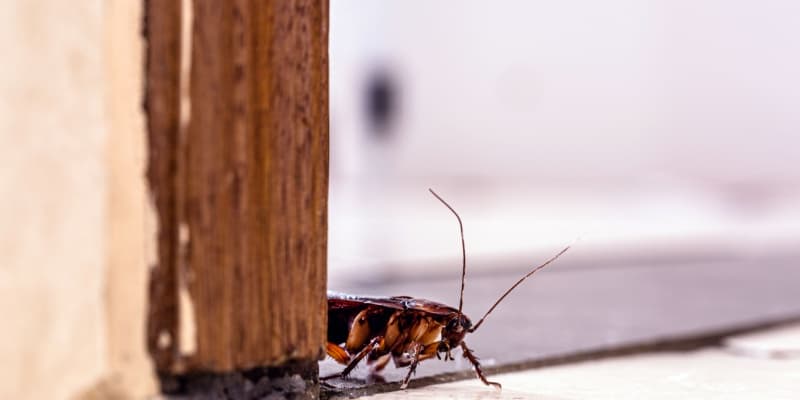 Why Cockroach Activity Increases in Cincinnati During the Summer