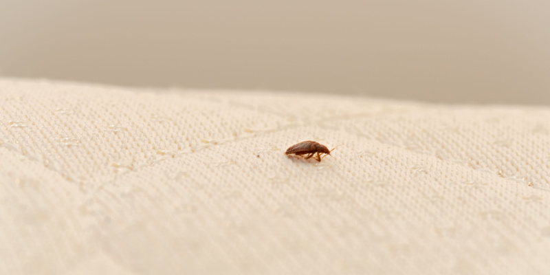 How Do I Get Rid of a Bed Bug Problem?