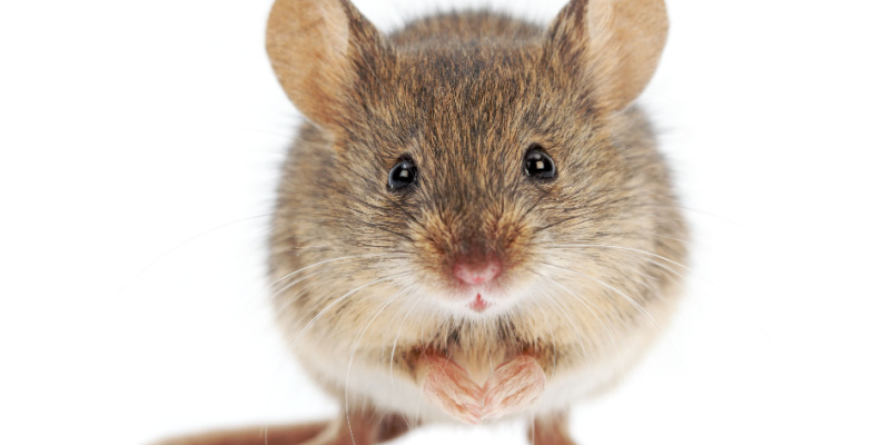 What Should I Do If I See a Mouse in my Home?
