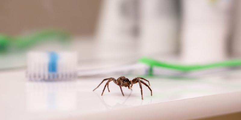 What Should I Do If I See a Spider in My Home?