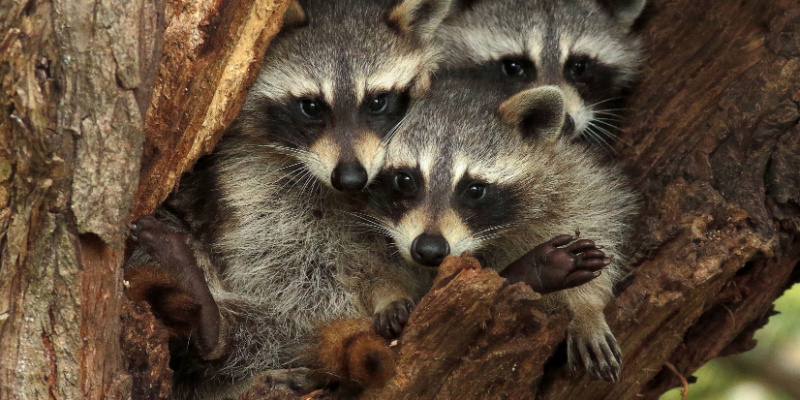 Raccoon Trapping and Removal Services in Northern Kentucky