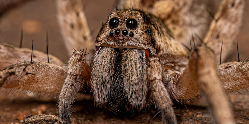 How to Protect Your Home from a Spider Problem
