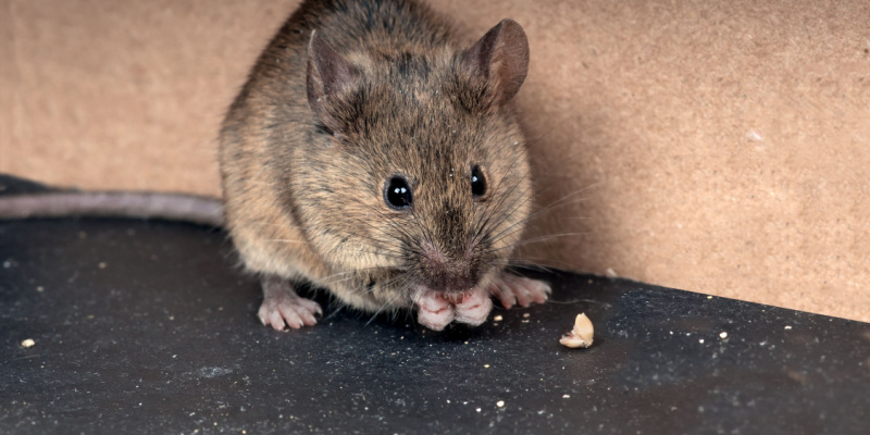 Rat and Mouse Exterminators in Northern Kentucky