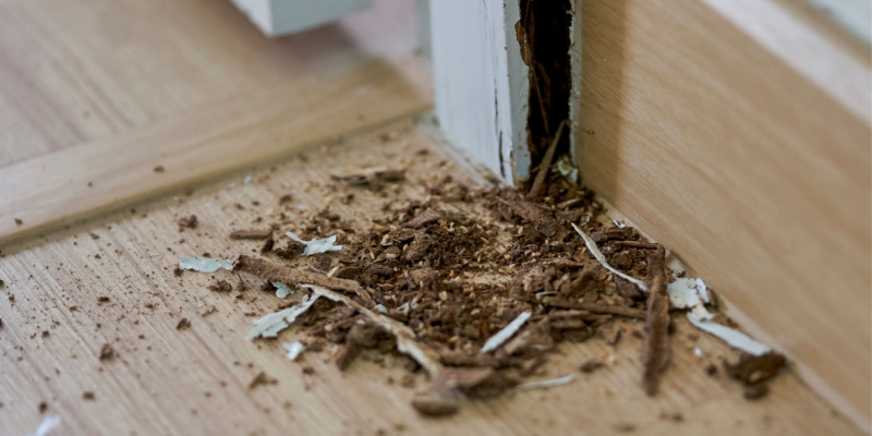 How Do I Know if I Have a Termite Infestation in My Home?