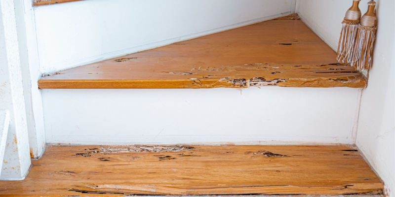 Do Termites Cause Expensive Damage to Your Home?