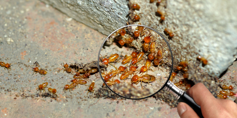 Best Termite Exterminators in Northern Kentucky