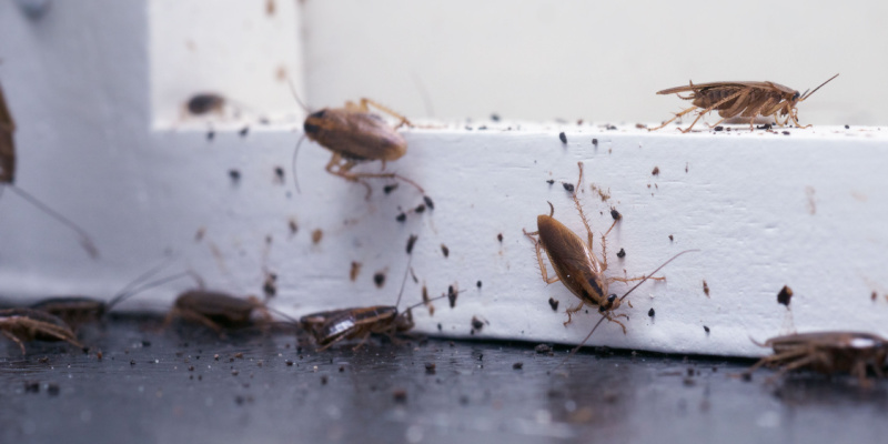 Cockroach Control Experts in Cincinnati, OH