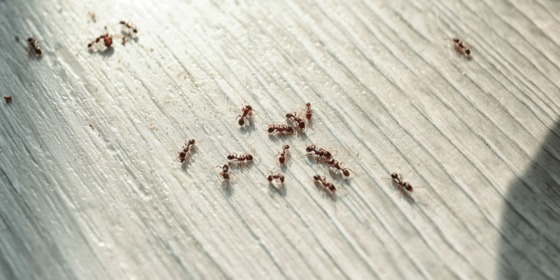 How to Get Rid of an Ant Problem in Your Home