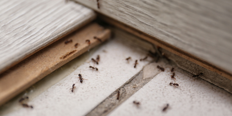 Best Ant Exterminators in Cincinnati, OH