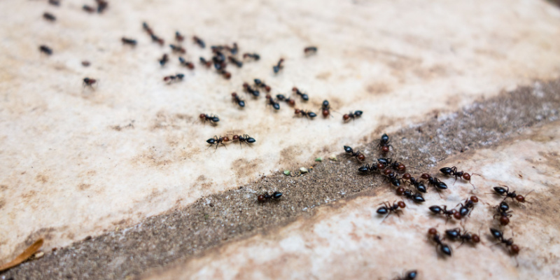 Why Do I Have a Trail of Ants in My Kitchen?