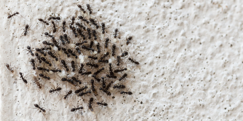 Ant Control for Cincinnati, OH Homeowners