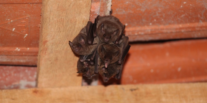 Bat Removal in Cincinnati: What to Do If You Hear Scratching in Your Attic