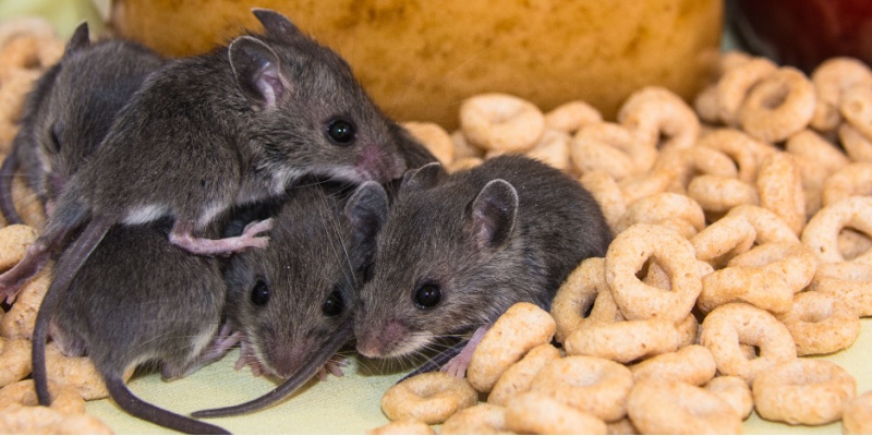 How Fast Can Rats and Mice Multiply? The Hidden Danger for Northern Kentucky Homes