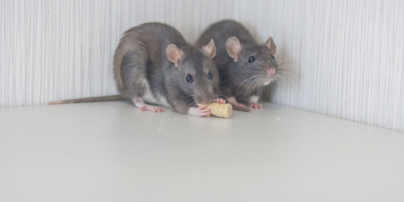 Northern Kentucky Rat Infestations: Signs You Need Professional Help