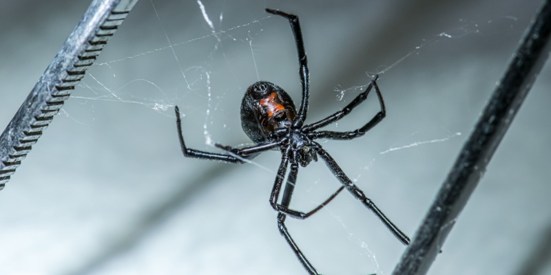 Is Your Basement a Haven for Spiders? Cincinnati Homeowner Prevention Tips
