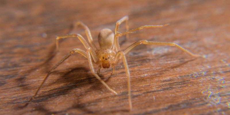 Northern Kentucky Spider Infestations: When to Call a Professional Exterminator