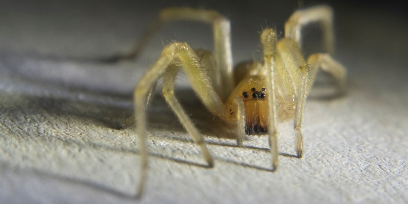 Spider Control in Cincinnati: How to Keep Your Home Bug-Free Year-Round