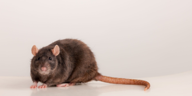 Best Rodent Exterminator in Northern Kentucky: What to Expect From Treatment