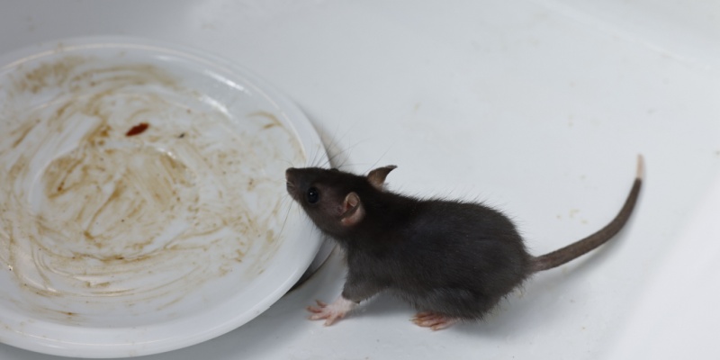 Health Risks of Rodents in Cincinnati: Why Rat & Mouse Droppings Are Dangerous